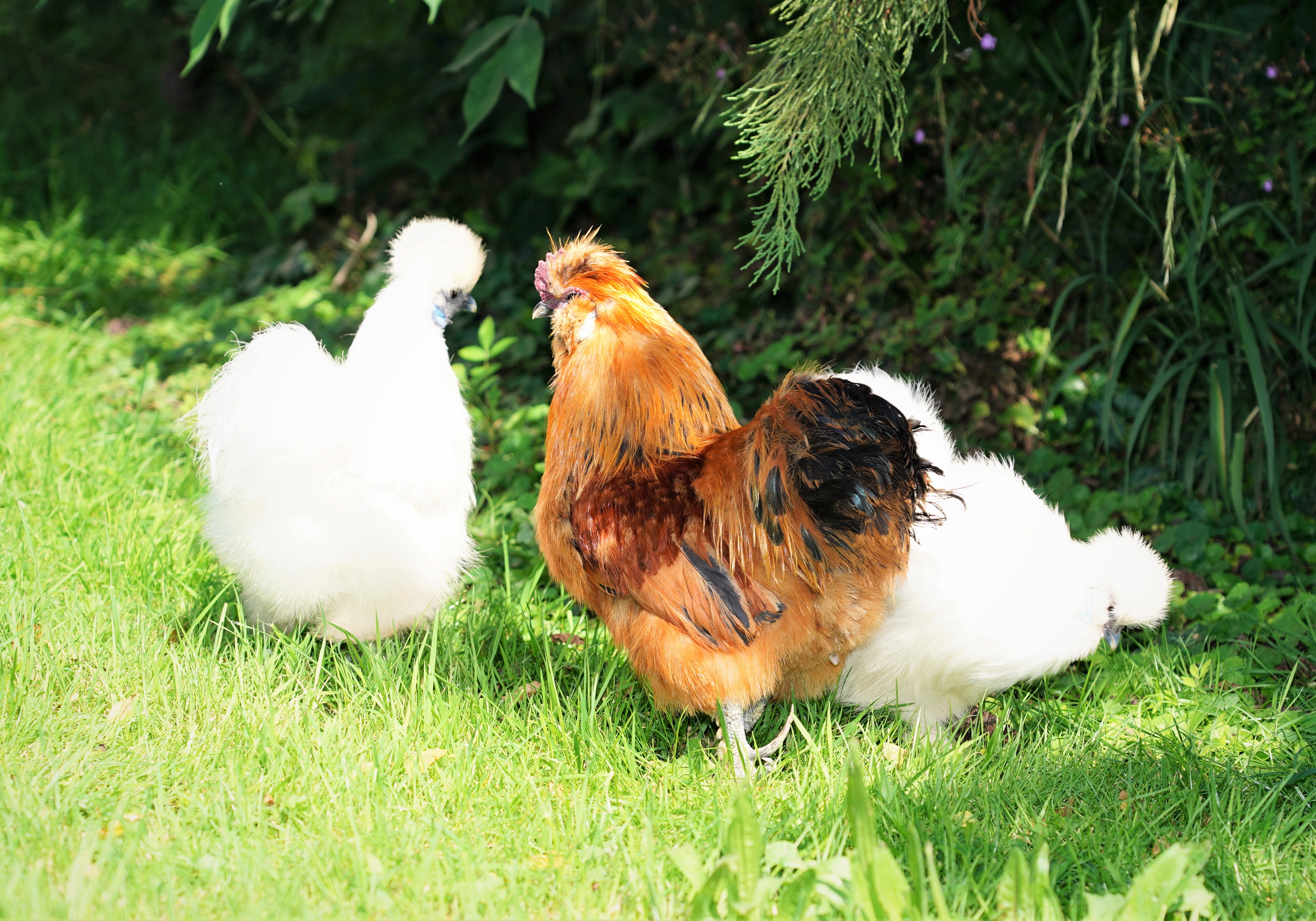 Unsere Zwerg-Seidenhühner im Garten